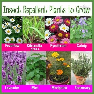 Mosquito Repelling Plants